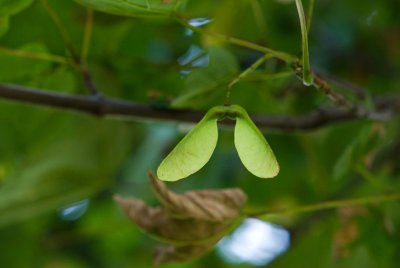 Acer pseudoplatanus - javor horský, klen - nažka